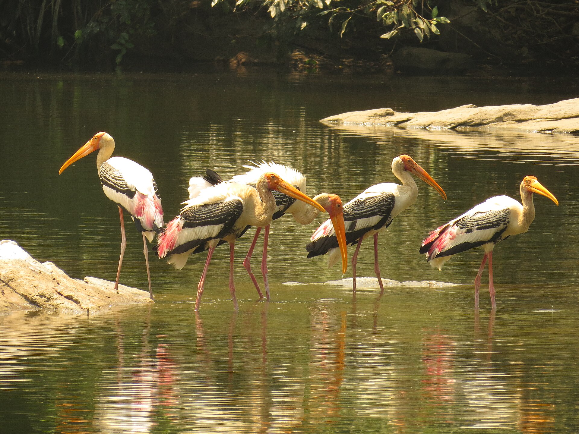 Painted storks wading in the shallows of the Kaveri at Ranganathittu Bird Sanctuary