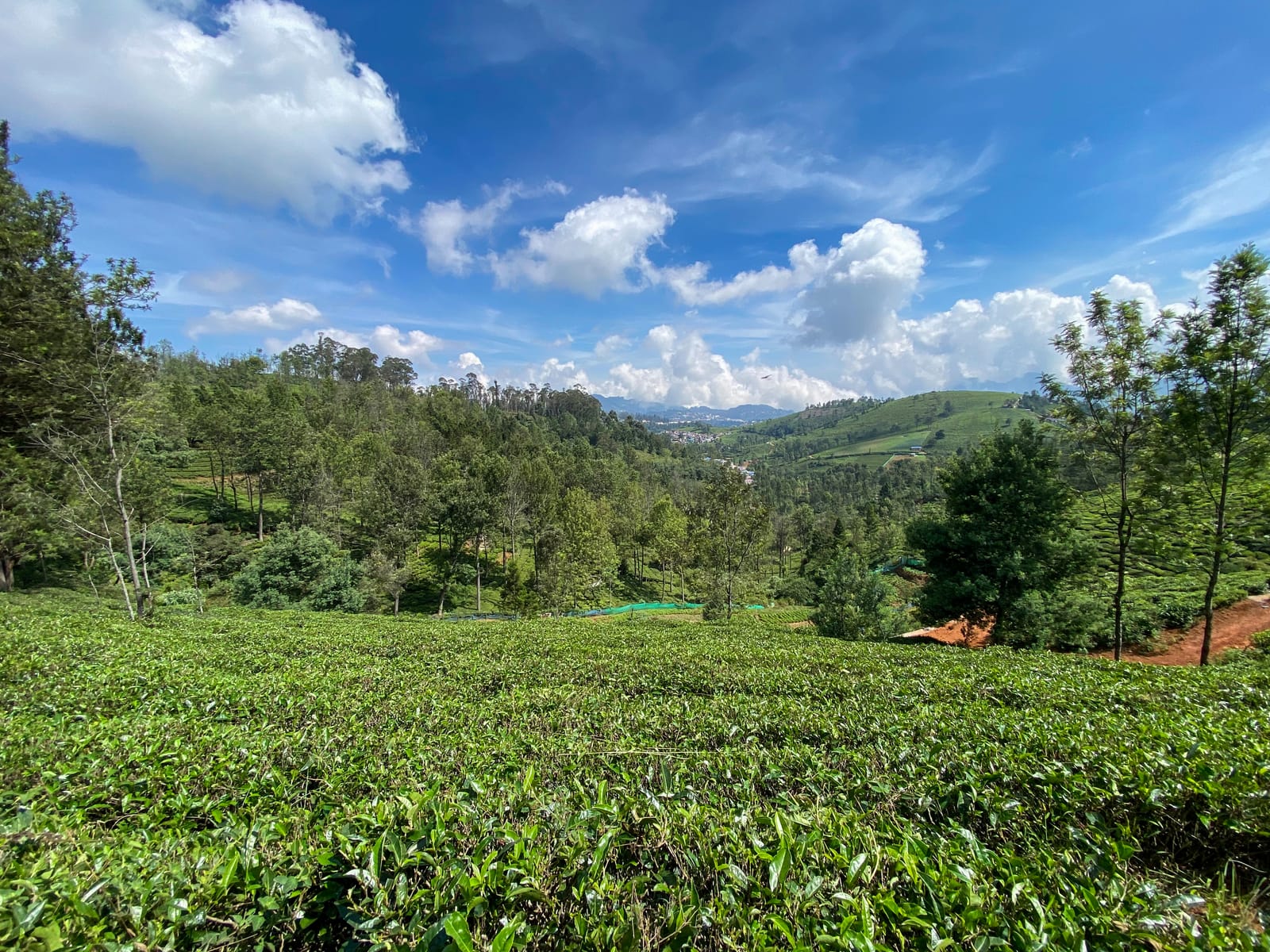 Tea estates on the green hillsides near Coonoor in the Nilgiris