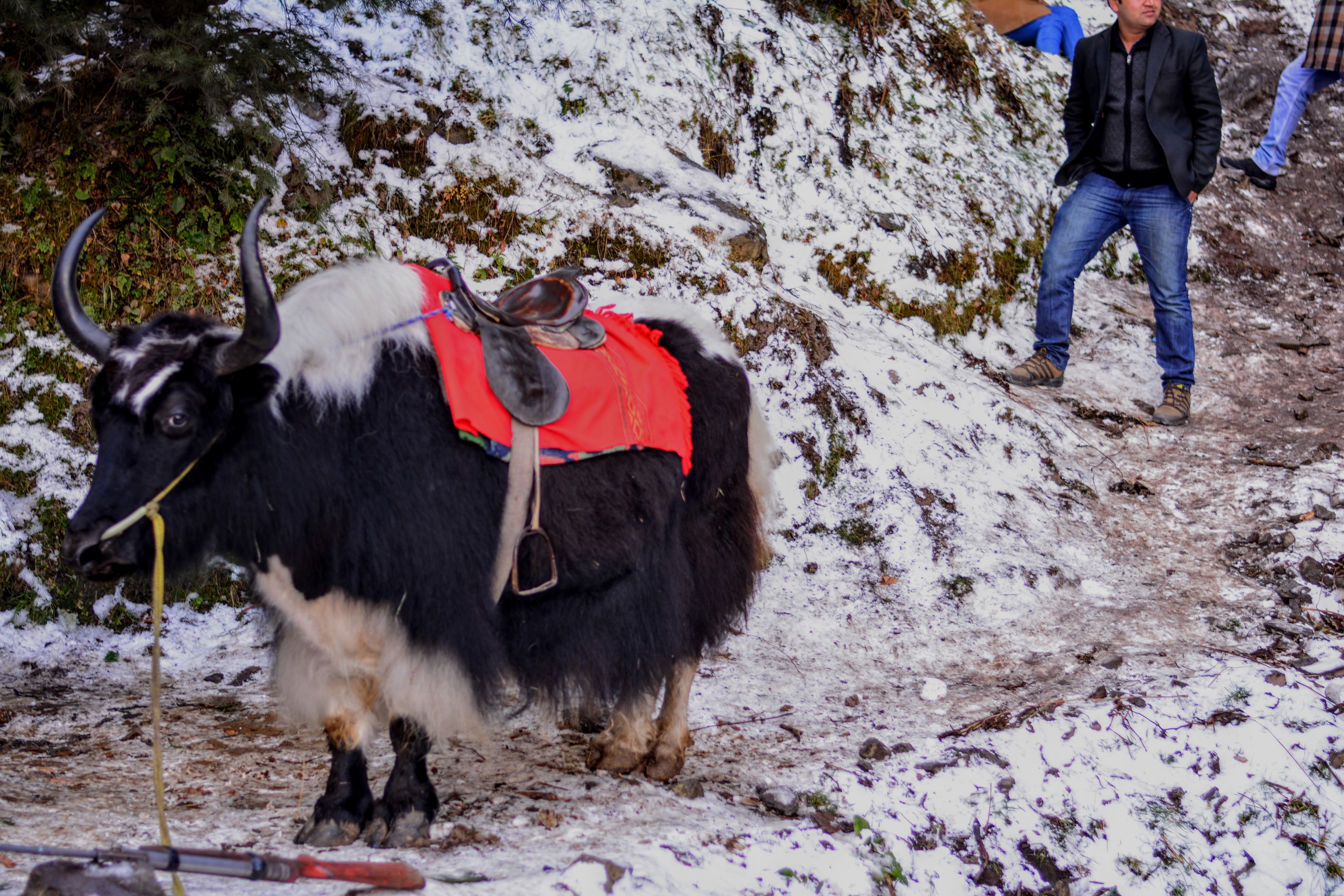 A saddled yak on a snow-covered trail near Kufri with visitors walking on the slushy path behind